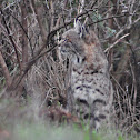 Bobcat