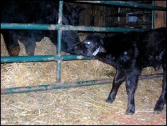 calf 1F01-4 calf 1F01-4
