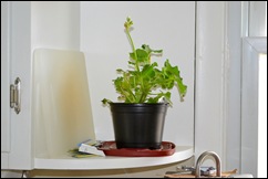 geranium 1 geranium 1