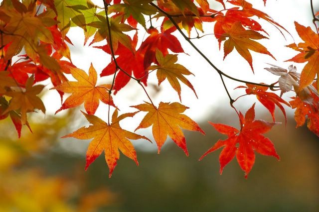 [fall-leaves[1].jpg]