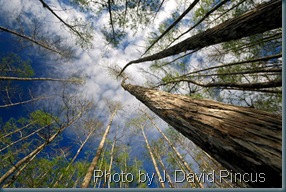 DSC_5007TallTreesWideAngle_100dpi_PhoDir