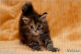 IMG_9845a-nellie.jpg