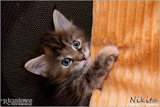 IMG_9851a-nikita.jpg