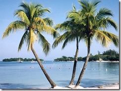 negril_3_palms