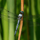 Great Blue Skimmer