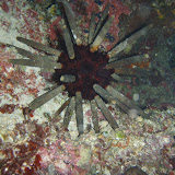 Weird thing from a night dive. I think it's an Urchin rather than a WW2 mine!