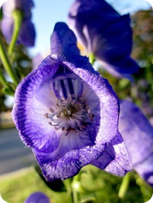 purpleflowersfall