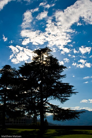 [California_tree[6].jpg]