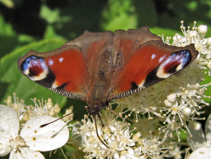 European peacock