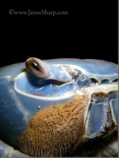 Blue Crab Belize(C)JaimeSharp0119