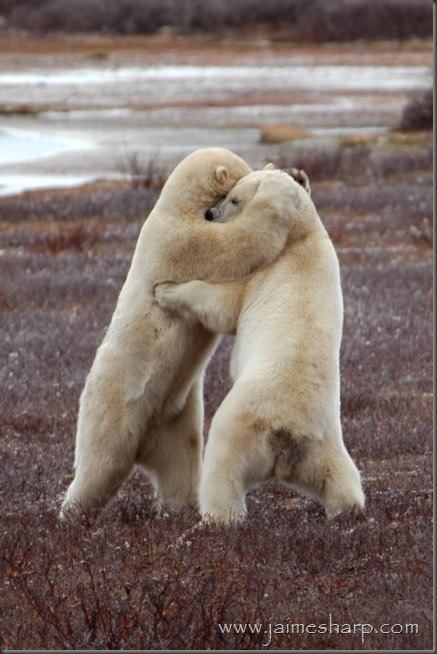 Polar Embrace