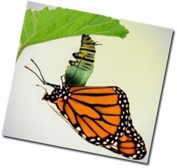 Caterpillar to butterfly