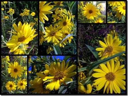 my sunflowers
