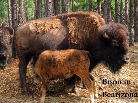 [bison mom and baby[5].jpg]