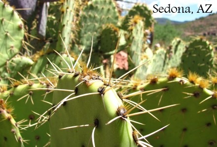 [Cactus in Sedona[5].jpg]