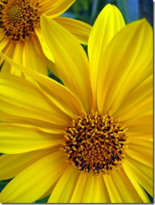 sunflower_2