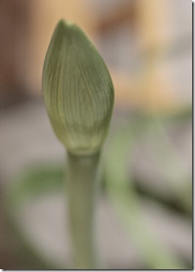 amaryllis_bud