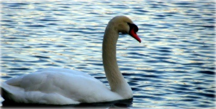 swan at Lake Eola Park