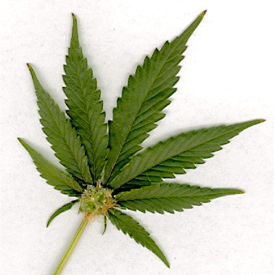 [marijuana-leaf[3].jpg]