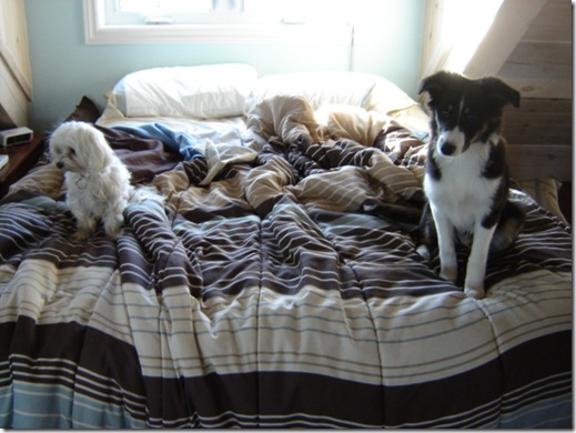 dogs on the bed