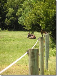 horses 002