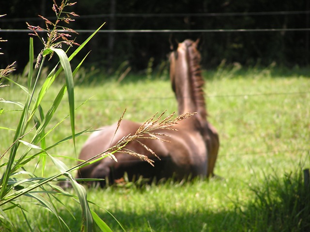 [horses0048.jpg]