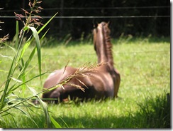 horses 004