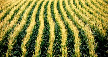 corn corn