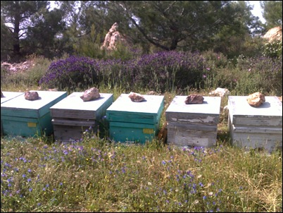 beehives among the flowers