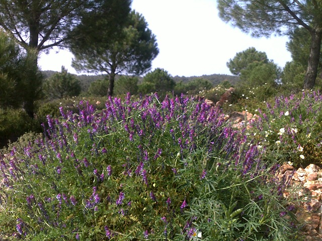 [purple and pines[4].jpg]