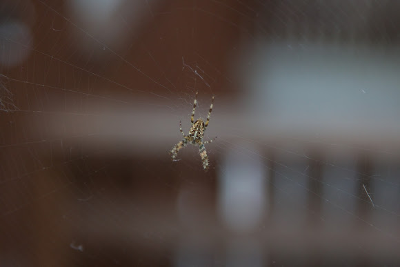 Spotting Image 1