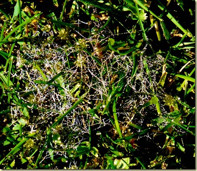 Rhapsody in Dew 2