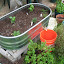 michleon's Trough garden