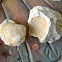 Bivalve fossil