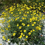 Random images