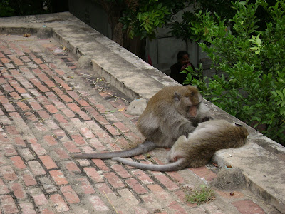 Monkeys at Wat Phnom