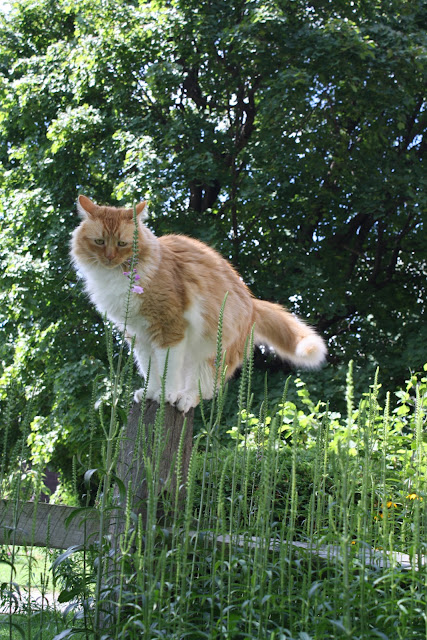Cat Storekeeper