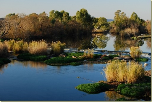 VaalRiverBarrageGreenAlgaeGrowthDueToHighFaecalCountsNov2008