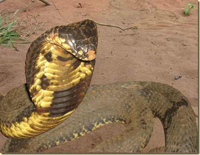 AfricanCobra
