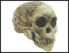Taung Child was killed by large predatory bird says Prof Lee Berger of Wits Palaeoanthropology in 2006