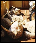 Griekwastad sheep die of fright during livestock rustling July 31 2010 NC