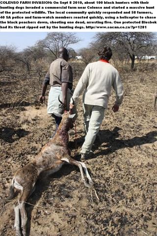 [FARM INVADED COLENSO BY 100_PoachersInvadeColensoFarmWithDogsSept82010[6].jpg]