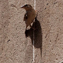 Common sparrow
