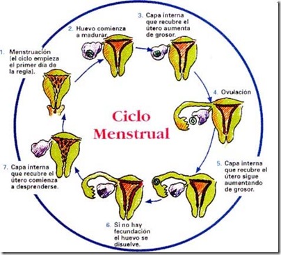 ciclo_menstrual