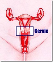 Cervix
