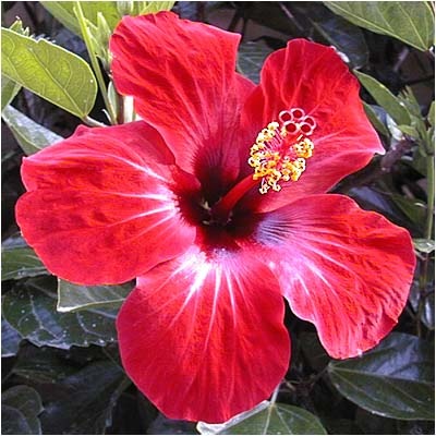 [cayena roja[8].jpg]