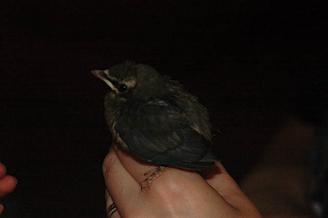 DSC_6999.JPG