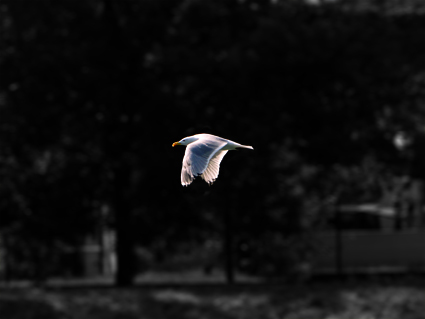 http://lh5.ggpht.com/_ZNNUGVsXoJ0/S9aurV1VH1I/AAAAAAAAAMs/Bj7qhTvj6i0/oiseau_petit_format.jpg