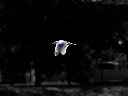 http://lh5.ggpht.com/_ZNNUGVsXoJ0/S9aurV1VH1I/AAAAAAAAAMs/Bj7qhTvj6i0/s128/oiseau_petit_format.jpg