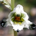 Lengua de Loro / Bletia-Like Chloraea